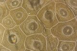 Polished Fossil Coral (Actinocyathus) - Morocco #85035-1